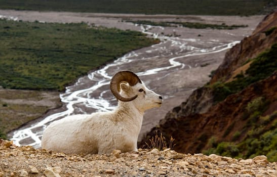 Bighorn Sheep in Denali National Park, Alaska