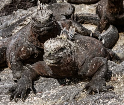 Salt deposits on marine iguanas  heads. Iguanas are continually spitting.