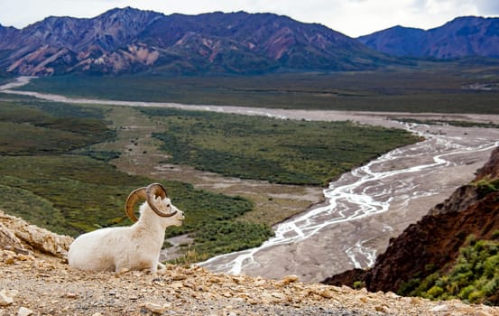 Bighorn Sheep in Denali National Park, Alaska