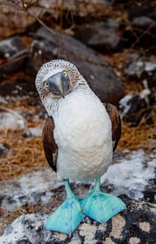 The Blue-footed Boobies  courtship dance.