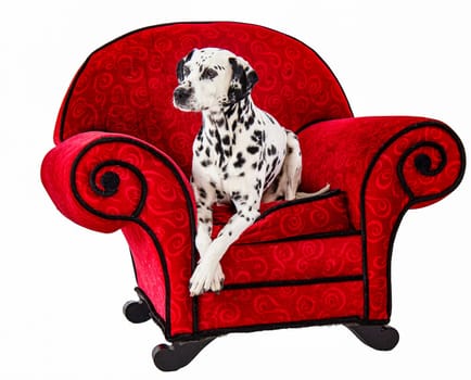 Dalmatian Sitting on Red Chair with white background