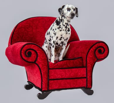 Dalmatian Standing on Red Chair with white background