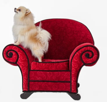 Pomeranian Standing on Red Chair