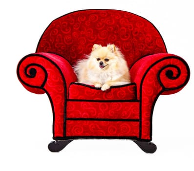 Pomeranian Sitting on Red Chair with white background