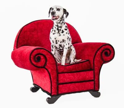 Dalmation Standing on Red Chair with white background