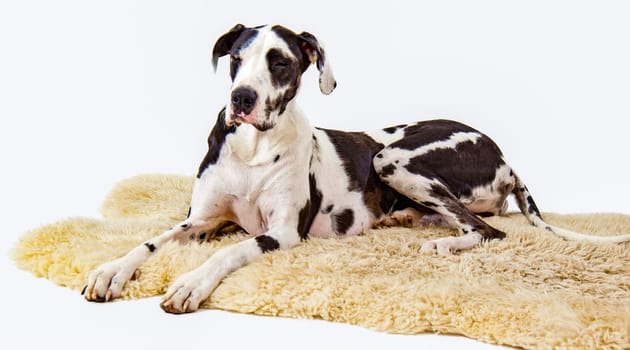 Harlequin Great Dane on Sheepskin Rug
