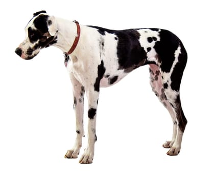Harlequin Great Dane Standing on White Background