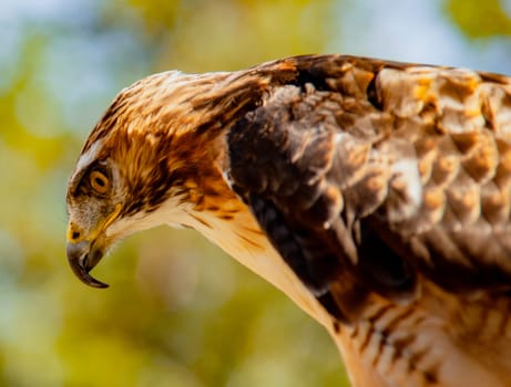 Red-Tailed Hawk peering down at prey - out of frame