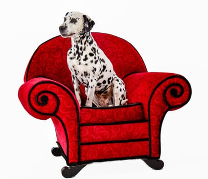 Dalmatian Sitting on Red Chair with white background