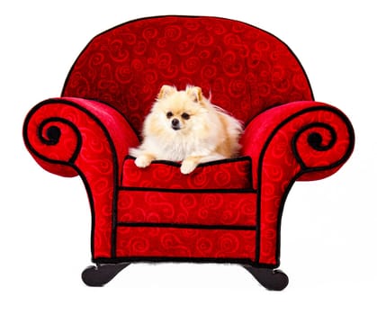 Pomeranian Sitting on Red Chair with white background