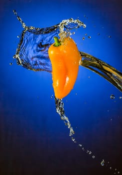 Water Splashing on Orange Mini Pepper