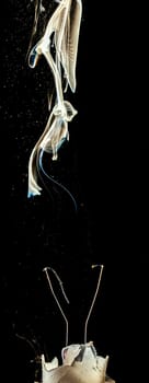 An electrical element in a light bulb igniting and burning out