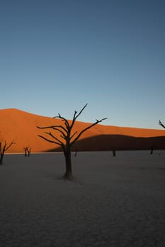 Dead camelthorn trees sitting in a salt pan in Deadvlie in Namibia