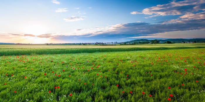Sunrise at a small village in Burgenland with poppy flower field in front