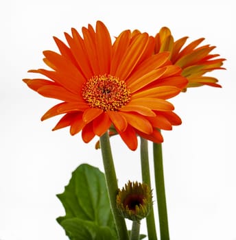 Orange Gerbera Daisy with both full flower and bud
