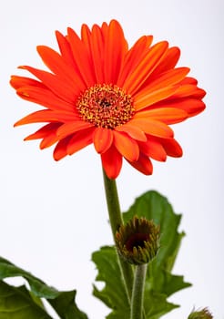 Orange Gerbera Daisy with both full flower and bud