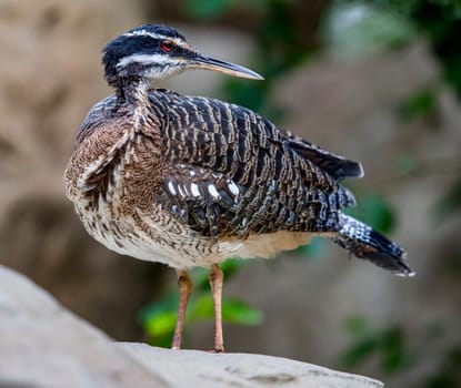 Greater Sunbittern stiiling on rock