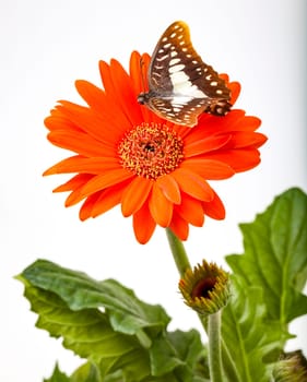 Swallowtail Butterfly About to Land on Gerbera Daisy flower