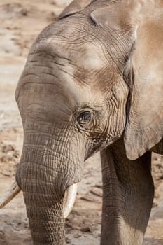 Close up of elephant face with tusks