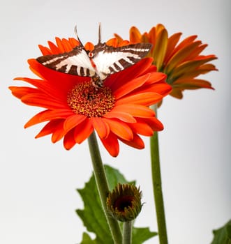 Swallowtail Butterfly on a Gerbera Daisy flower