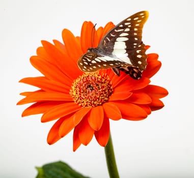 Swallowtail Butterfly About to Land on Gerbera Daisy flower