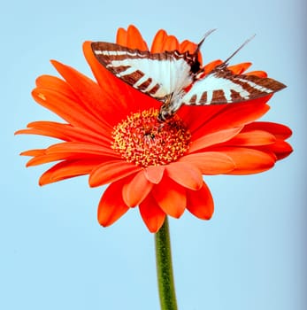 Swallowtail Butterfly on a Gerbera Daisy flower