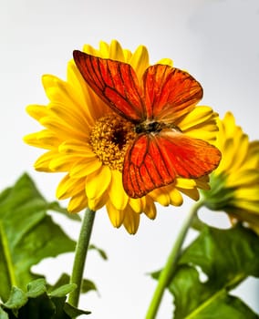 Orange Albatross Butterfly on a Gerbera Daisy