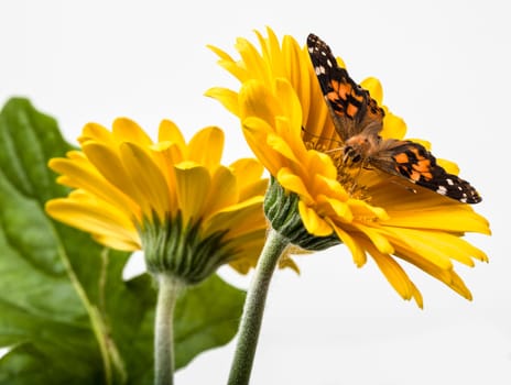 Painted Lady Butterfly on Gerbera Daisy