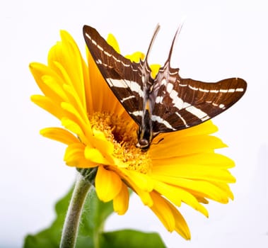 Butterfly on Yellow Gerbera Daisy with white background