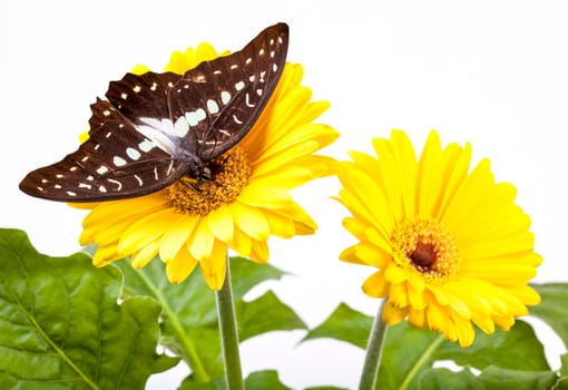 Great Jay  or Pale Grren Triangle  Butterfly on Gerbera Daisy