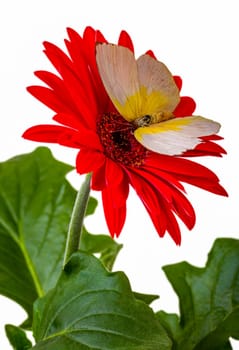 Lemon Immigran Butterfly on Red Gerbera Daisy