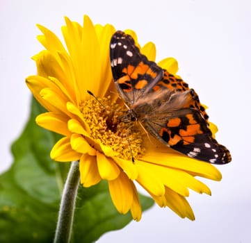 Painted Lady Butterfly on a Gerbera Daisy