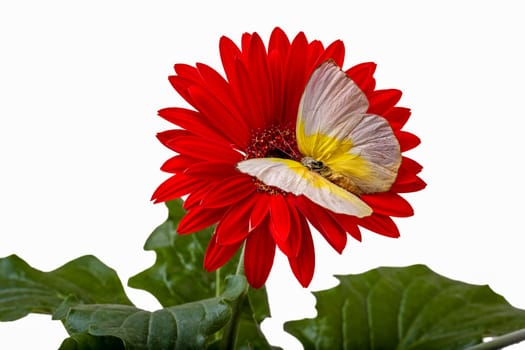 Lemon Immigran Butterfly on Red Gerbera Daisy