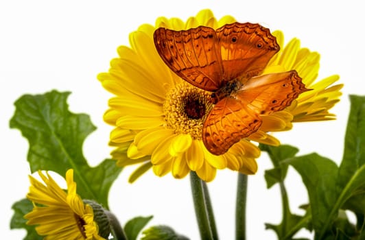 Cruiser Butterfly  Vindula Erota  on Yellow Gerbera Daisy