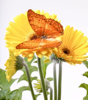 Cruiser Butterfly  Vindula Erota  on Yellow Gerbera Daisy