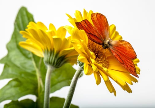 Orange Albatross Butterfly on Gerbera Daisy