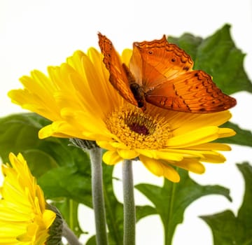 Cruiser Butterfly  Vindula Erota  on Yellow Gerbera Daisy