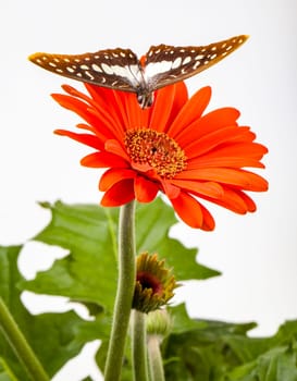 Swallowtail Butterfly About to Land on Gerbera Daisy flower