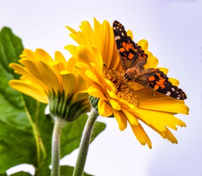 Painted Lady Butterfly on a Gerbera Daisy