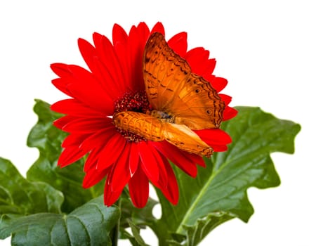 Cruiser Butterfly  Vindula Erota  on Red Gerbera Daisy