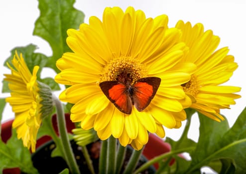 Sunbin Butterfly on Potted Yellow Gerbera Daisy