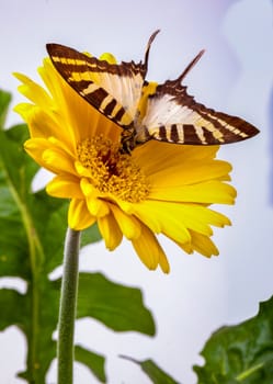 Graphium euphrates butterfly on yellow Gerbera daisy