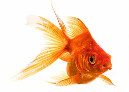 Isolated Approaching Goldfish swimming towards camera, close-up on white