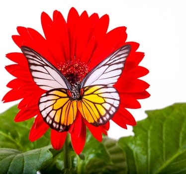 Redspot Sawtooth Butterfly on Red Gerbera Daisy