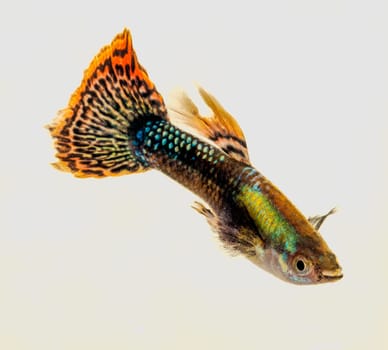 Colourful Guppy Fish with orange patterned tail is a popular freshwater aquarium fish, isolated on white