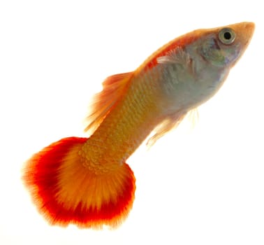 Colorful Guppy Fish with orange patterned tail is a popular freshwater aquarium fish, isolated on white