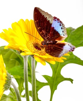 Archduke Butterfly  Lexias Pardalis  on Yellow Gerbera Daisy