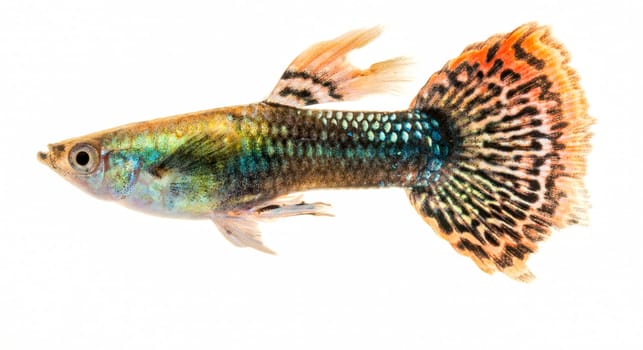 Colourful Guppy Fish with orange patterned tail is a popular freshwater aquarium fish, isolated on white