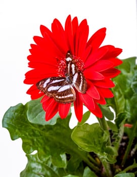 Colour Sargeant Butterfly on Potted Red Gerbera Daisy