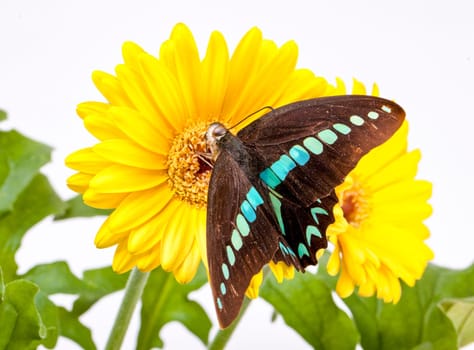 Graphium Milon Swallowtail Butterfly on Yellow Gerbera Daisy